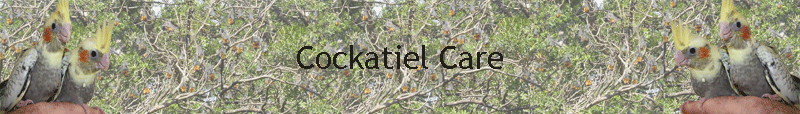 Cockatiel Care