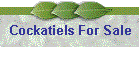 Cockatiels For Sale