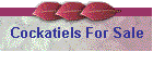 Cockatiels For Sale