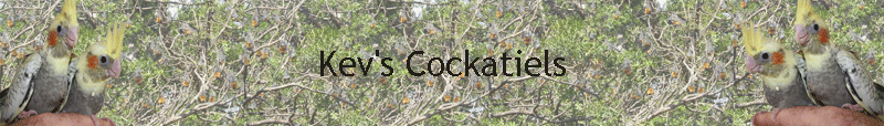 Kev's Cockatiels