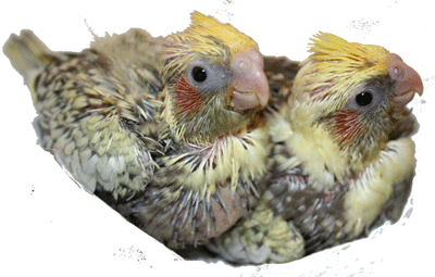 hand-raised-cockatiels-for-sale-near-me